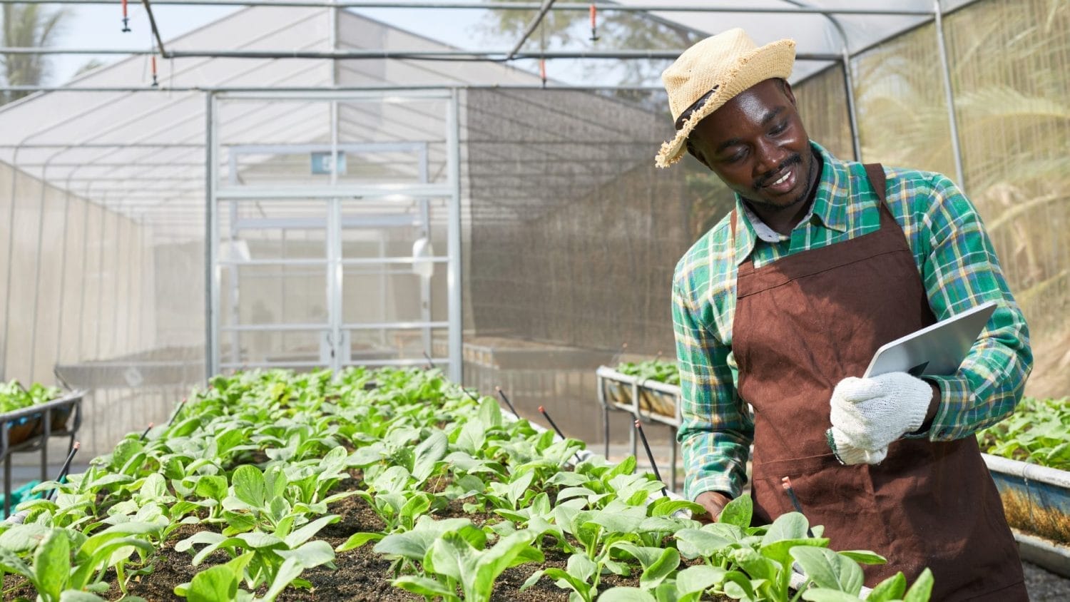 A man wearing a straw hat, brown apron, and gloves stands in a greenhouse, smiling while looking at a tablet. Rows of young green plants grow in raised soil beds around him.